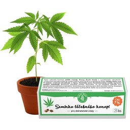 Premium Nasiona Konopi 3 szt. Zelena Zieme -