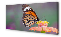 Obraz na płótnie Kolorowy motyl kwiat