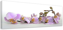 Obraz na płótnie, Kwitnący kwiat orchidei 90x30