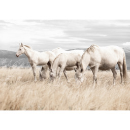 Obraz na płótnie 100 x 70 cm Konie