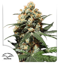 Orange Hill Special Feminizowane Nasiona - 3