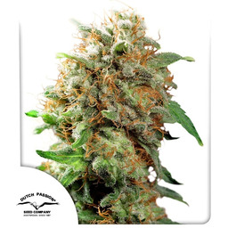 Mazar Feminizowane Nasiona - 5