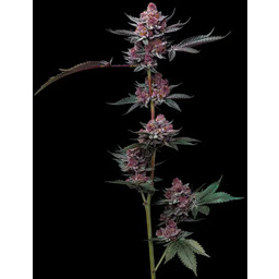 Cherry Poppers feminized seeds - 1