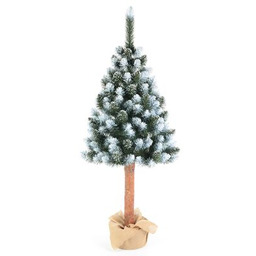 Sosna diamentowa na pniu 220 cm