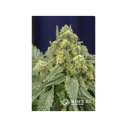White Widow nasiona feminizowane 3 szt Silent Seeds