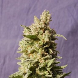 Mataro Blue - 3szt nasion feminizowanych Kannabia Seeds