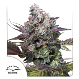 Candy Bubatz XL Feminizowane Nasiona - 5