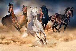 Konie - stado - natura plakat zdjęcie konie