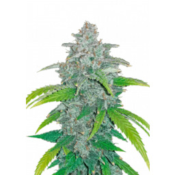 Blue Dream Auto Feminizowane Nasiona - 3