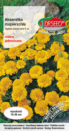 Aksamitka rozpierzchła (niska) - Tagetes patula nana fl.pl.