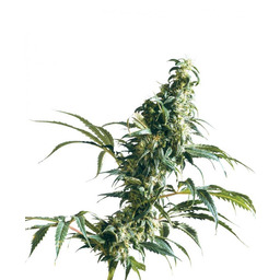 Meksykańska Sativa - Nasiona 10 szt. Standardowych Sensi