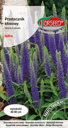 Przetacznik kłosowy - Veronica spicata intensywnie niebieski 0,2g