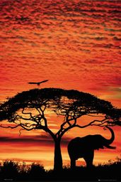 Słoń Afrykański - Zachód Słońca na Sawannie -