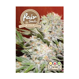 Great White Shark - Feminized Seeds 5 pcs