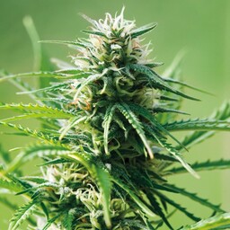 Sweet Tooth Car - 3 szt. Nasion autoflower