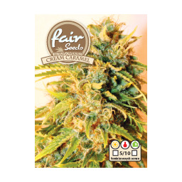 Cream caramel - 5 fem. a samonakvétacích semen