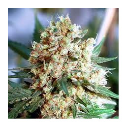 Northern Light - 5 szt. Fem. i Growshop