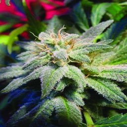 Magic Bud - 3 feminizowane nasiona Paradise Seeds