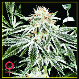 White Widow - 5 nasion (Indoor), nasiona feminizowane