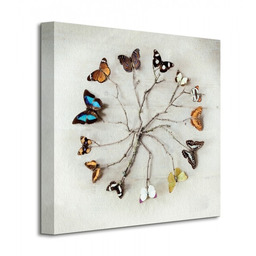Butterfly Harmony - Motyle - Obraz na płótnie