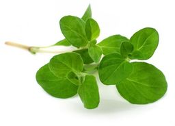 EQUIHERBS Majeranek 0,5 kg