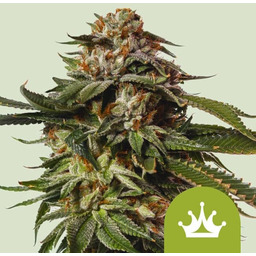 Special Queen 1 Auto Feminizowane Nasiona - 3