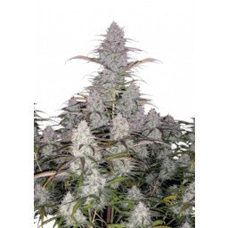 Green Crack Auto Feminizowane Nasiona - 5
