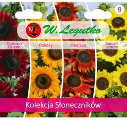 Słonecznik - kolekcja 4 odmian >>> nasiona Legutko