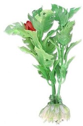 Roślina blister 10cm 1b26 Happet