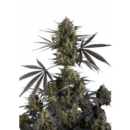 Pound Cake Auto Feminizowane Nasiona - 5