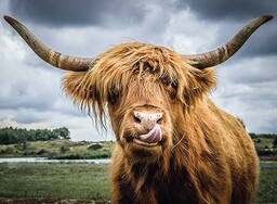 Puzzle Momenty 300 elementów: Szkocka krowa