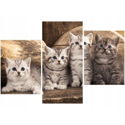 Obraz koty brytyjskie kocięta kotki