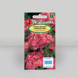 Goździk brodaty Newport Pink łososiowo-różowy