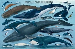 Plakat edukacyjny wieloryby i delfiny z akcesoriami, wielokolorowy