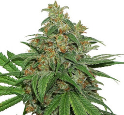 AK420 Nasiona samokwitnące 3 szt. Seedstockers