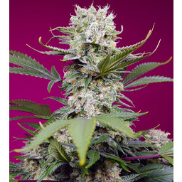Sweet Mandarine Zkittlez XL Auto Feminizowane Nasiona -