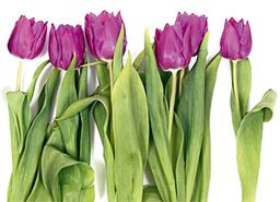 AG Design FTS 0065 tulipany, papierowa fototapeta -