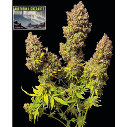 Northern Lights Auto Feminizowane Nasiona - 5