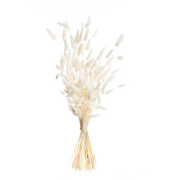 Bukiet Dmuszka 60cm cream, 5 x 5 x