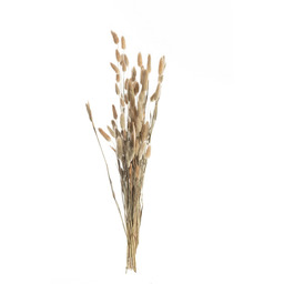 Bukiet Dmuszka 60cm beige, 5 x 5 x
