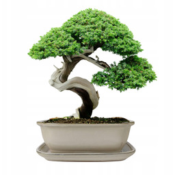 Donica bonsai z podstawką ceramiczna szkliwiona kremowa H:10x21x26,2cm