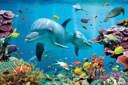 Delfin - Rafa Koralowa - Tropikalne Morze -