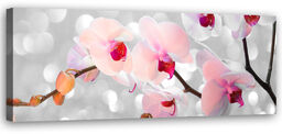 Obraz na płótnie, Orchidea Kwiaty Natura 120x40