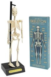 Anatomiczny model szkieletu człowieka Rex London
