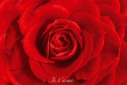 Czerwona Róża - Kocham Cię po Francusku -