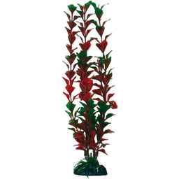 WAVE Ludwigia Klasyczna roślina akwarystyczna Rozmiar S