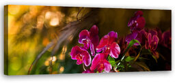 Obraz na płótnie, Kwiaty Orchidea Zen 120x40