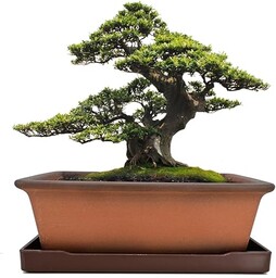 MUZHI Dekoracyjna ceramiczna doniczka bonsai 21 cm