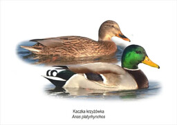Tablica A4 Kaczka krzyżówka - Koliber