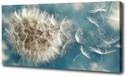 Foto obraz canvas Dmuchawce